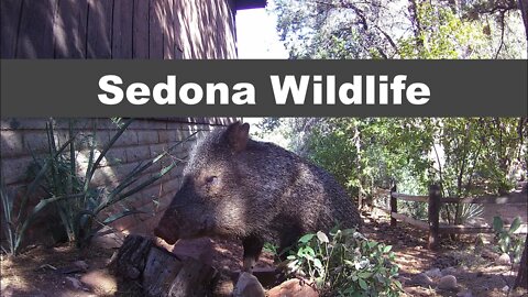 Sedona Wildlife