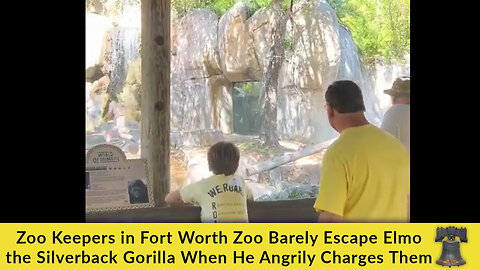 Zoo Keepers in Fort Worth Zoo Barely Escape Elmo the Silverback Gorilla When He Angrily Charges Them