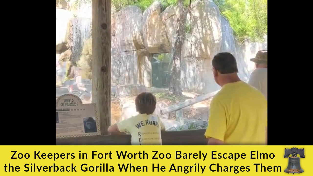 Zoo Keepers in Fort Worth Zoo Barely Escape Elmo the Silverback Gorilla ...