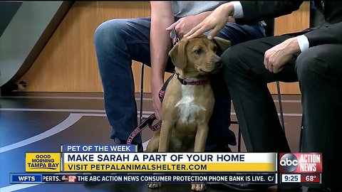 Pet of the week: 8-month-old Sarah will be the perfect hiking companion for an active family