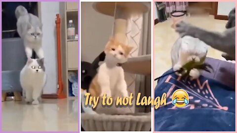 funny cat videos - Don't try to hold back Laughter 😂 - Funny Cats Life, funny cats 😺😻🐈🐈‍⬛