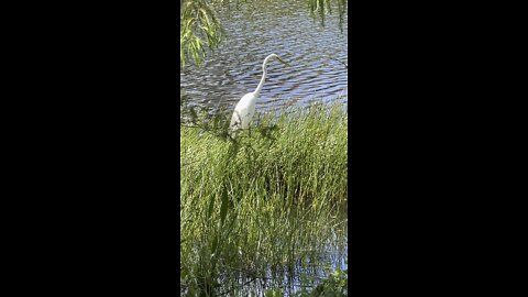 Great Egret Looking To Cool Off In Paradise #4K