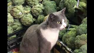 Cat caught eating broccoli in supermarket