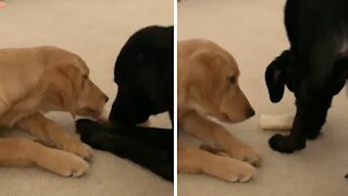 Genius pup tricks doggy friend in order to snatch her toy