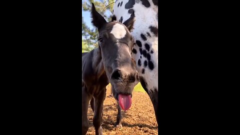 funny horse #shortvideo#shorts