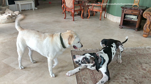 Great Dane Puppy Pounces and Bounces with Yellow Lab Friend