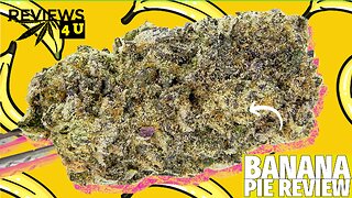 BANANA PIE STRAIN REVIEW 🍌 🥧 | THC REVIEWS 4 U