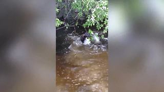 Funny Dog Paddles In A Lake But Doesn't Get Anywhere