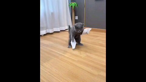 funniest cat 😻 interesting video