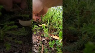 Help Mushroom Alask Hunting Identifying