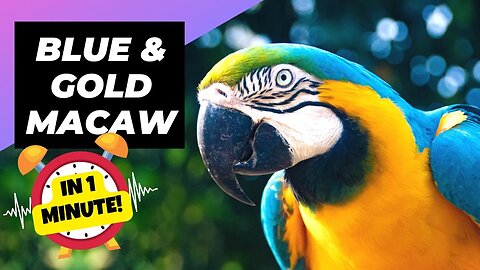 Blue & Gold Macaw - In 1 Minute! 🦜 One Of The Most Beautiful Parrots In The World | 1 Minute Animals