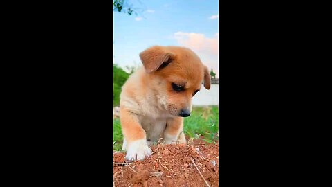 Funniest Animals~Best Funny animal emotional animal