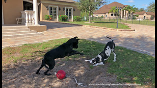 Pouncing and Bouncing Great Dane and 5 Month Old Puppy
