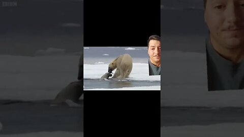 Polar Bears are APEX Marine Predators