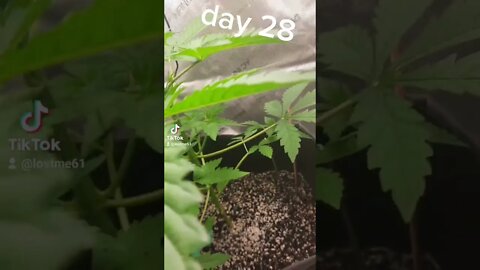 mephisto free bee day 28 seed to harvest
