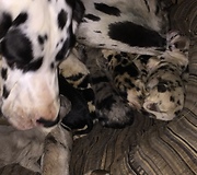 Newly Born Great Danes