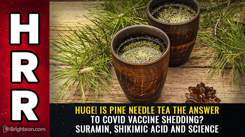 HUGE! Is pine needle tea the answer to covid vaccine shedding? Suramin, shikimic acid and science