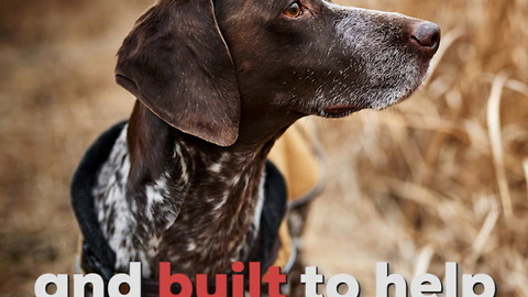 German Shorthaired Pointers Are Built for the Field!