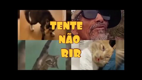 TENTE NÃO RIR - MAIS MENTIROSO QUE ELE SÓ TIRINGA 😂