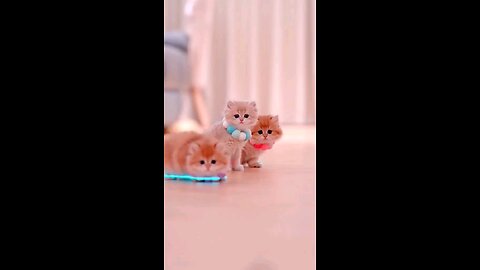 so cute babies cats funny walks cute