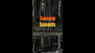 Swamp Sounds