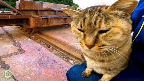 Tortoiseshell cat who was in the fishing port, happily got on his lap when he was nadenade