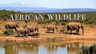 Animal Wildlife | African Music - Relax Study | African Safari