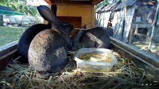 Young Rabbits munchin in a Rabbit City Hutch