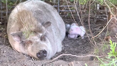 Pasture pigs 🐖