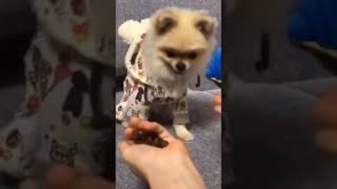 Dogs: Funny Videos! ( try not to laugh )😂🤣🤣