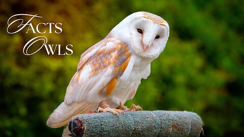 Meet the Master of the Night Sky: The Owl || Facts