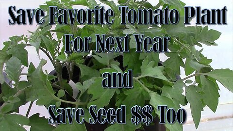 Multiplying Your Favorite Tomato While Overwintering