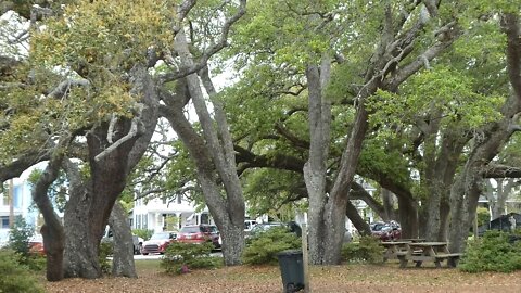 Old Oak Trees in Beaufort NC