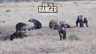 Very Busy Hyena Den | Maasai Mara Safari | Zebra Plains