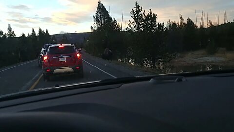 Stuck in a bison jam in Yellowstone