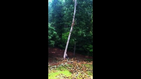 White Oak coming down (comes down around 2min in)