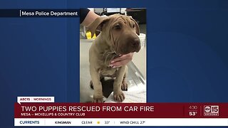 Puppies rescued from burning truck in Mesa