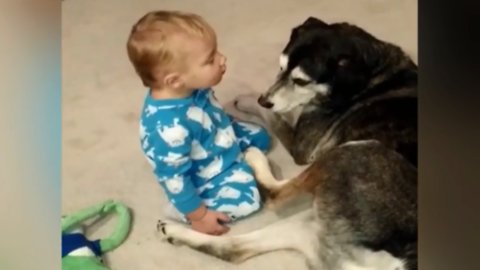 Delicate Husky Becomes The Perfect Bed For Sleepy Baby