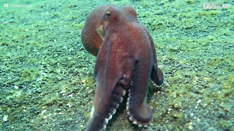 Polvo apanhado a andar no fundo do mar enquanto caça presa