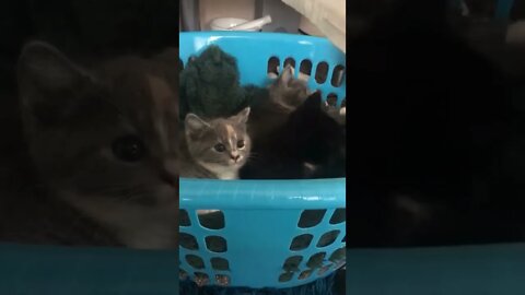 Cute Kitten Moments! Just Chillin' in the Wash Basket. #shorts