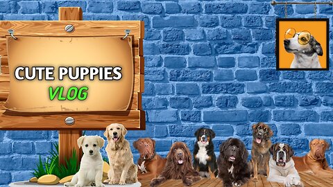 Cute Puppies vlog 🐶 | Dogs world 🐕🦴 | Pet lovers 🐕