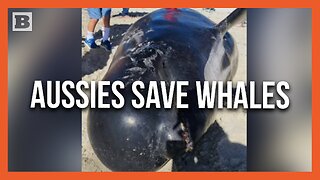Australians Rush to Rescue over 100 Whales Stranded on Beach