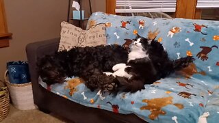 Dog keeps cat warm