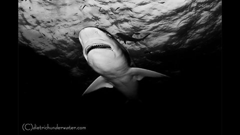 Photographing A 14 Foot Tiger Shark with Craig Dietrich