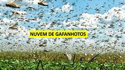 Nuvem de gafanhotos