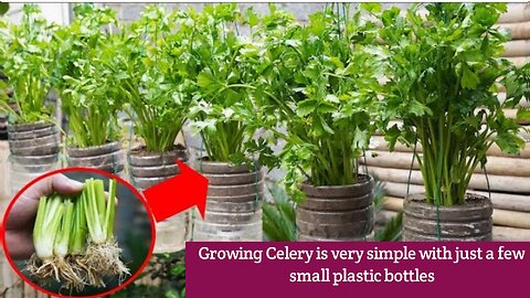 Growing Celery is very simple with just a few small plastic bottles and lush vegetables