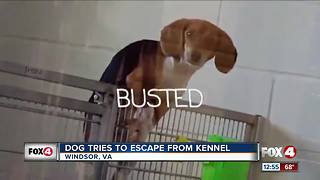 Dog caught on camera breaking out of cage
