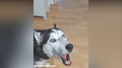 The MOST Impatient Husky EVER !!