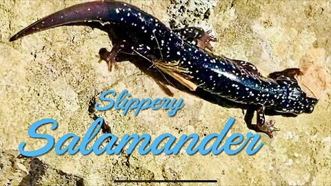 Slippery Salamander