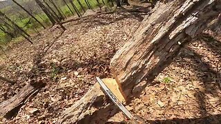 Sectioning down a lodged dead hickory.